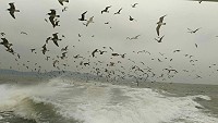 成群的黑尾鷗東、西莒海域現蹤,數量之多令人嘆為觀止。(圖:曹祥愛)