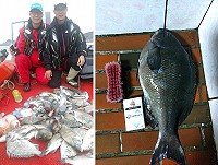 　大魚來拜年！　北竿、東莒大年初二開咬