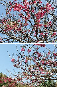 西莒的山櫻花陸續綻放,粉紅花蕊向下垂懸,好不嬌豔。(圖/文:宋幸儒)