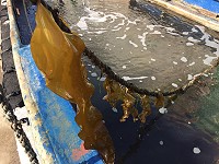 　裙帶菜生長快速，3個月時間可以從幾公分長到幾公尺。（圖／文：陳鵬雄）
