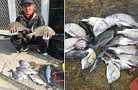 西莒釣況回溫,魚的大小、體型都讓釣客滿意。(圖/文:宋幸儒)