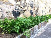 牆角的菜園　圖與文：陳鵬雄