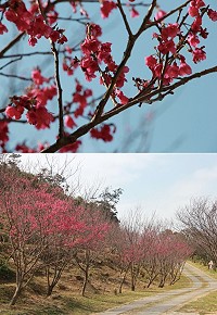 櫻花花苞,飽滿垂掛枝頭。山櫻綻放,美不勝收。(圖/文:鄭凱仁)