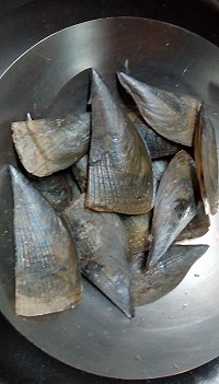 東莒鄉親11日在福正沙灘採集到10多顆比巴掌還大的牛角江珧蛤,因為少見,鄉親們感到好奇。(圖:劉榮華)