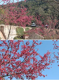 南竿中山門往淨水廠路段、勝天公園櫻花陸續盛開中,粉紅色花朵將各地點綴得美不勝收。(圖/文:吳嘉榮)