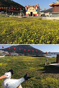 　&#22338;里天后宮周邊廣場油菜花陸續開花，大片花海向遊客招手。（圖／文：陳鵬雄）