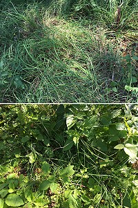 雨水不足,西莒麥蔥品質不佳,想要品嚐香氣十足的麥蔥煎餅,鄉親可要再等等了。(圖/文:宋幸儒)