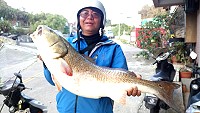 西莒鄉親釣獲一尾重達20.5斤的大紅鼓。(圖/文:宋幸儒)