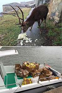 協助梅花鹿度過枯草期,縣府產發處運補北竿賣相不佳三寶蔬菜上大坵島做為鹿群食物。(圖/文:陳鵬雄)