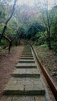 　東引泰山府步道的山櫻樹，樹齡雖然超過10年以上，但是因為生長空間擁擠，光照條件不佳，開花情況不若預期。（圖／文：陳其敏）