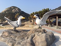 塘岐馬鼻灣停車場燕鷗意象入口完工,兩隻巨大的黑嘴端鳳頭燕鷗出自雕塑大師徐震海之手,馬祖鳥會王建華校長說,這是他在馬祖見過相似度最高的神話之鳥塑像。(圖與文:陳鵬雄)