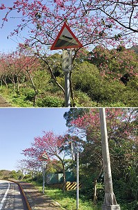 中山門往儲水澳淨水廠直線道是遊客鄉親必定造訪拍照之處,但有許多民眾反映,沿途過於密集的路燈桿及交通號誌桿很煞風景,而且有幾支根本是重複的,建議有關單位考慮移除不必要的號誌桿。(圖/文:曹重偉)