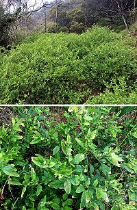 有毒植物珊瑚櫻蔓延大坵島,恐危及大坵島植物生態系和梅花鹿的食物鏈。(圖/文:陳鵬雄)