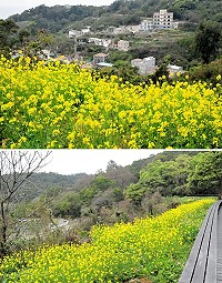 春天來臨,在山野、田地裡的油菜花悄悄開花,大片覆蓋的黃色花朵讓人賞心悅目,也感受到春天帶給萬物的生命力。(圖/文:曹重偉)