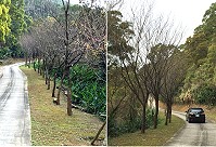 往年花況不差的橋仔懷恩道場櫻木花道,目前仍不見花開盛況。(圖/文:陳鵬雄)
