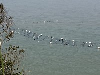 　以海為田。（圖／文：陳鵬雄）