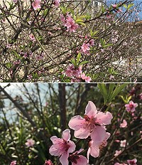 春天的氣息　圖與文：宋幸儒