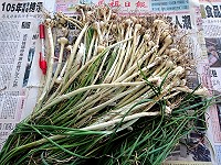　寒意尚濃的3月初，東引鄉親已迫不及待出外尋找麥蔥，而且還不乏是「頭好壯壯」的大蔥。（圖／文：陳其敏）