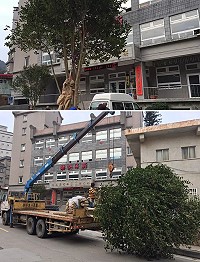 馬祖2株最大型山茶花,9日上午從馬港連江山莊移植到清水建設觀光大樓外兩側。(圖:產發處)