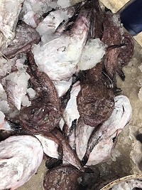 東引鮟鱇魚,體型多在3至5斤上下,冬天捕獲量多,近年也少見。(圖:賽門八郎)