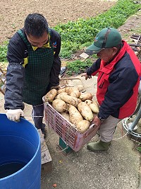 坂里最後一批白蘿蔔採收上市,今年三寶品質與產量都不如往年。(圖/文:陳鵬雄)