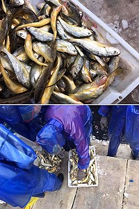 小黃魚是石首魚科黃魚屬1種,圖東引11日上午小黃魚新鮮上岸。(圖:賽門八郎提供)