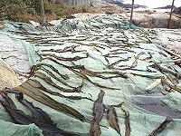 橋仔漁民今年第1批海帶及裙帶菜開始採收。(圖:橋仔漁民提供)