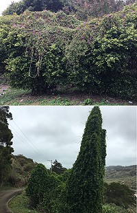 西莒爬藤類植物四處竄爬,儼然已經成為其他樹種的第一號殺手,值得相關單位重視。(圖/文:宋幸儒)