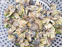 消波塊下的頂級海鮮　圖與文：陳鵬雄