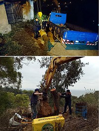馬祖原生種植物協會13日晚間連夜完成挖土、掘起樹根運往津沙茶園,14日一早殺菌、清理根部,中午完成移植。(圖:馬祖原生種植物協會)