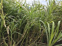 梅花鹿愛吃的牧草　（圖與文：陳鵬雄）