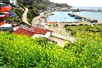 黃花綻放大地春　（圖與文：陳其敏）