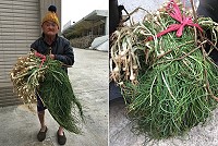 春雨過後野蔥現蹤,野蔥達人出動,尋得野蔥蹤跡。(圖/文:宋幸儒)