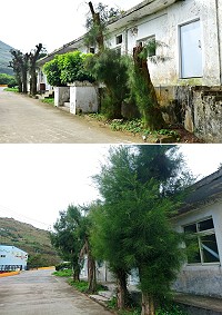 東引酒廠附近的6棵木麻黃,去年修剪剃頭,歷經1年的休養生息後,又回復蒼翠的姿態。(圖/文:陳其敏)