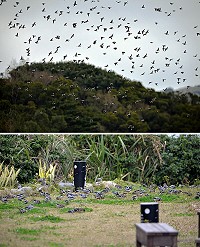 絲光椋鳥16日過境東引,在東引遊客中心拍攝場景。(圖:林利中提供)