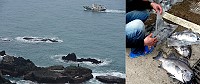近來台、馬海上交通開航率提高,到東引從事磯釣活動的釣友人數也明顯增加。(圖/文:陳其敏)