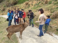 　縣府再度邀媒體登上大坵島為梅花鹿生態觀光做宣傳，圖為美女主播吳中純餵食場景。（圖／文：陳鵬雄）