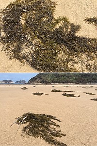 塘后沙灘出現大批銅藻,預告今年藍眼淚即將到來。(圖/文:陳鵬雄)