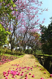 　東引如意山莊已見到櫻花開，雖然「小而美」，同樣賞心悅目。（圖／文：陳其敏）