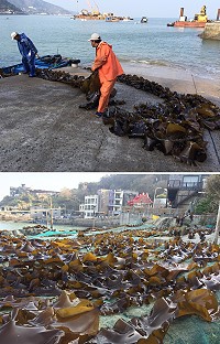 難得好天氣,橋仔漁民展開海帶和裙帶菜採收作業。(圖/文:陳鵬雄)