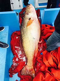 大陸福建福清漁民傳出捕獲一尾136斤黃唇魚,以總價680萬元人民幣售出。(圖:漁民提供)