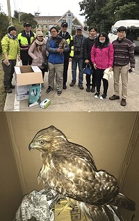 產發處、馬祖檢疫站、台北鳥會、南竿警察所一行28日聯合野放東方鵟。(圖/文:吳嘉榮)
