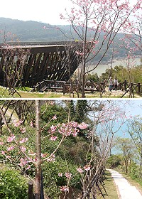 媽祖宗教文化園區和勝天公園濱海步道富士櫻粉豔登場,吸引許多鄉親和遊客駐足欣賞。(圖/文:吳嘉榮)
