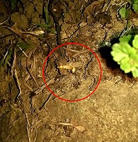 　北竿2日發現雌光螢。（圖：王禮義）