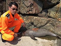 　橋仔海域5日發現一隻死亡多時的海豚，岸巡通報產發處做後續處理。（圖／文：陳鵬雄）