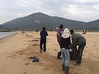 迎接藍眼淚季,北竿鄉公所展開塘后沙灘大規模淨灘工作。(圖/文:陳鵬雄)