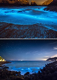 馬祖藍眼淚旺季來臨,賞淚方式可選擇坑道、海上及陸上行程,讓你看見不同的藍色夢幻情景。(圖:交旅局、攝影:楊于賢《幽靈海灣》)。(圖:交旅局、攝影:吳詩惠《星雨下凡》)