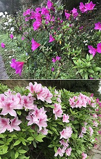 　南竿山海線道路杜鵑花朵正競相綻放，沿線白色、紅色和粉紅色杜鵑花朵十分美麗動人。（圖／文：吳嘉榮）
