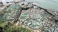 　北竿橋仔天然曝曬海帶盛況。（圖與文：陳鵬雄）