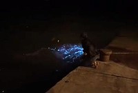 北竿橋仔澳口13日潑水「藍眼淚」發亮,手機錄影其亮度夠強,淚量很大;南竿、莒光當天晚間也都傳出有亮點。(圖:張良衛)